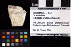 Foto (Objket + Etiketten) von Decapoda indet. 